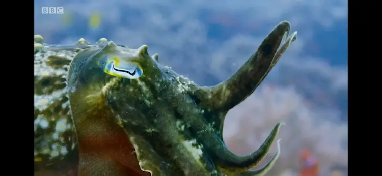 Broadclub cuttlefish (Sepia latimanus) as shown in Blue Planet II - Coral Reefs